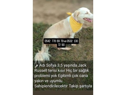 Çok uysal cana yakın köpeğimiz