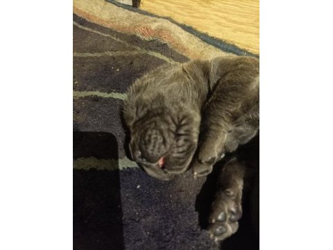 Yavru cane corso