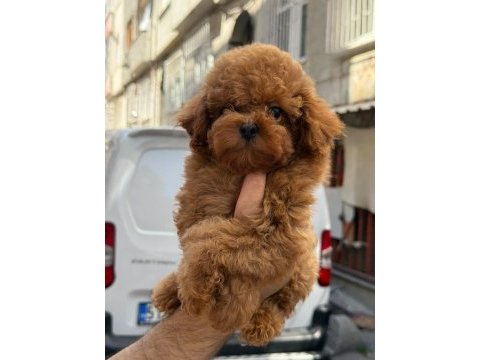 Sağlık ve ırk garantili toy poodle