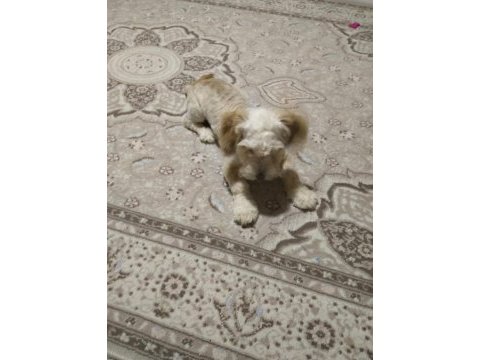 Yaramaz ufaklık maltipoo