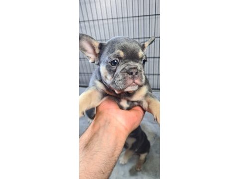 3 aylık fransız bulldog blue tan