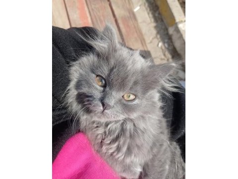 British longhair
