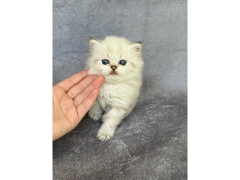 British longhair ns11 33 dişi (mavi göz)