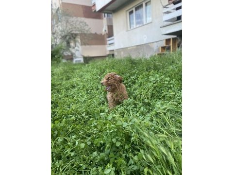 Minyatür poodle erkek