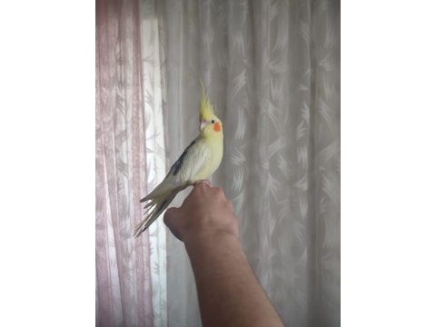 Ele kola alışık ful evcil sultan papağanı