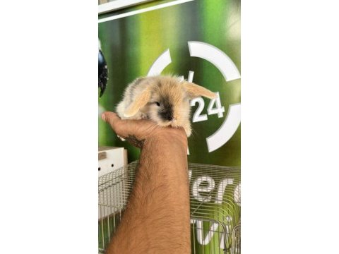 Hollanda lop tavşanı bebekler