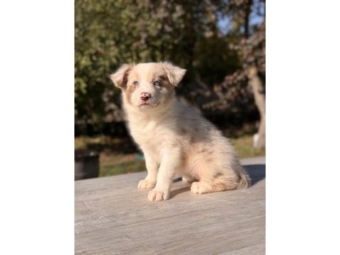 Red merle mavi gözlü border collie yavrular