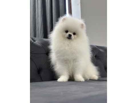 Üst kalite pomeranian boo isteyenlere