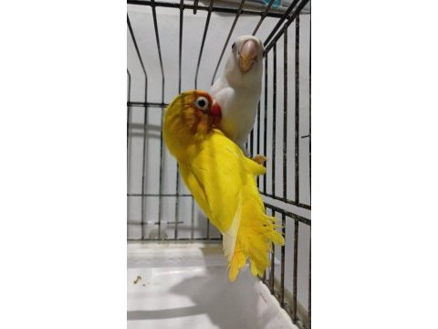 Lutino albino takım papağanlar