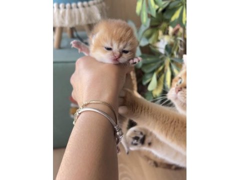 Golden british shorthair dişi ve erkek bebekler