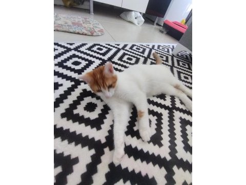 Kedimize acil yuva aranıyor