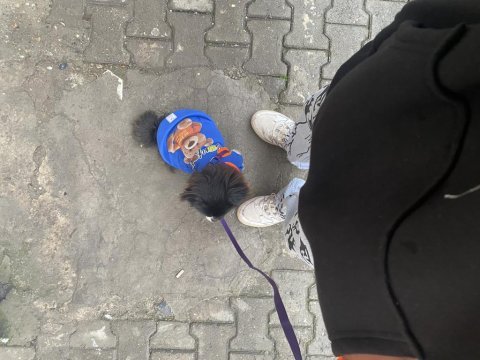 Pekinez dişi iletişime geçebilirsiniz