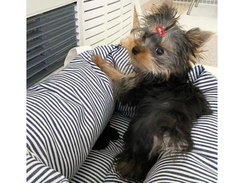 Evinizin neşesi yorkshire terrier
