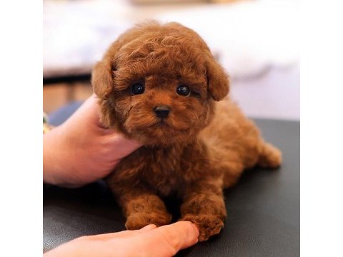 Korean toy poodle yavrularım