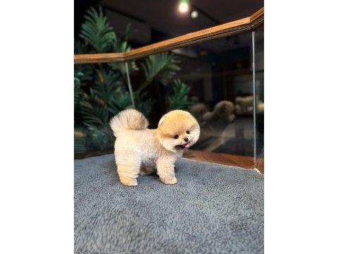 Safkan oyuncu kore pomeranian yavrularımız