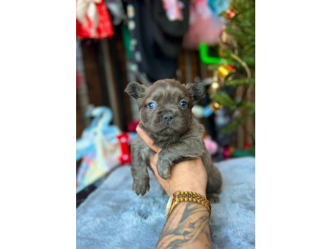 French bulldog köpekler