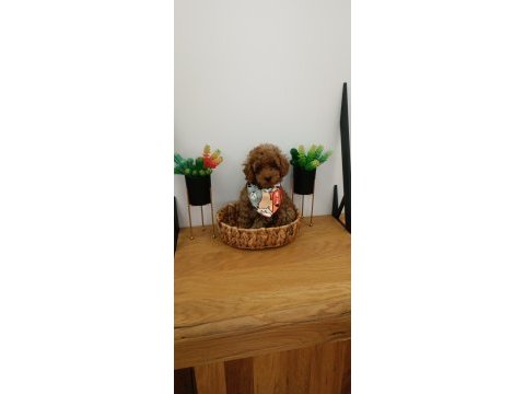 2.5 kiloda kalacak toy poodle bir dişi bir erkek