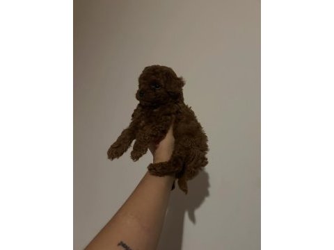 Kore toy poodle yavrular