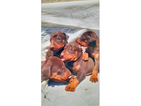 A kalite doberman bebeklerimiz