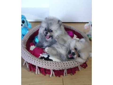 Şecereli teacup teddy face pomeranian yavrularımız
