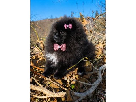 Sevimliliğiyle hayran bırakan siyah pomeranian boo yavrusu