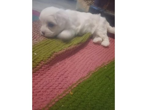 Sevimli maltese bebekler