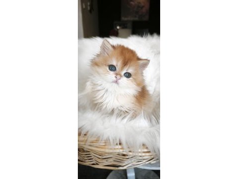 Show kalite dişi british longhair