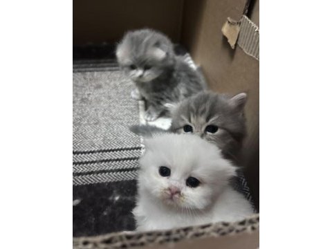 Üst kalite golden ve beyaz kodlu uzun tüylü kedilerim