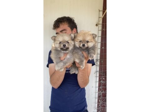 A kalite pomeranian yavrular