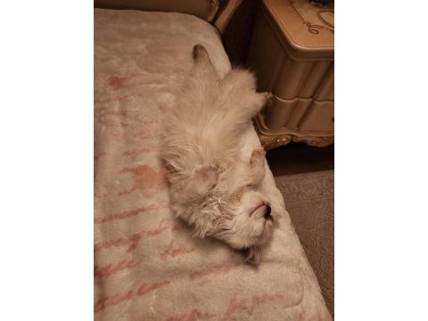 Oğlumuza yuva british longhair