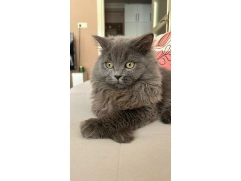 Kedimzie eş aranmaktadır