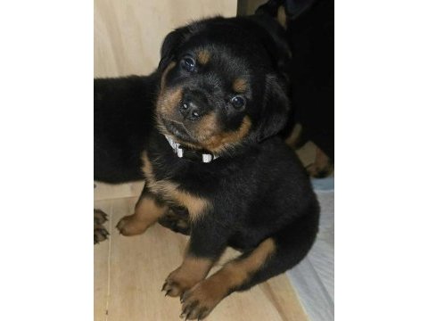 İri kafa rottweiler yavrular son 2 bebek