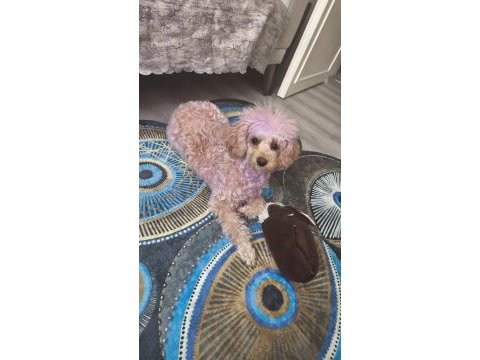 Dişi toy poodle 7 aylık