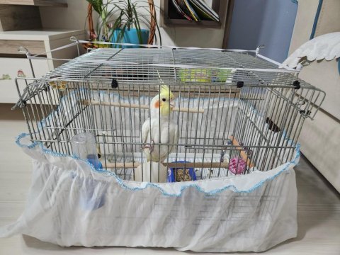6 aylık dişi ve erkek sultan papağanı