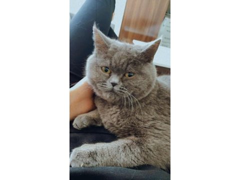 British shorthair