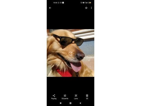 Golden erkek retriever