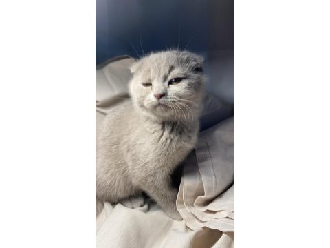 1.5 aylık tatlı scottish kedimiz yuva arıyor