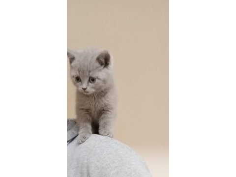 British shorthair acil sahiplendirilecek