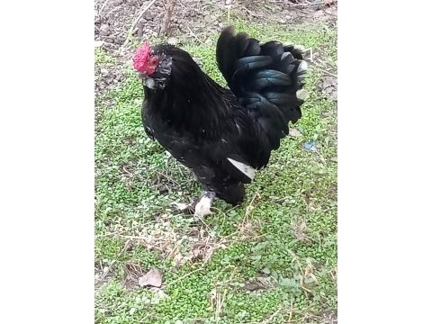 İspenç horozlar