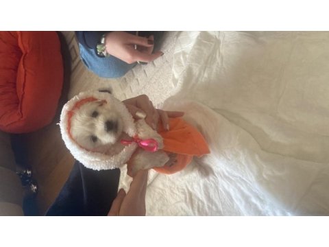 Yavru köpeğimiz