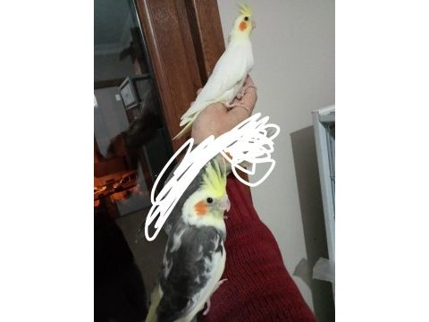 Sultan papağanı ist sancaktepe