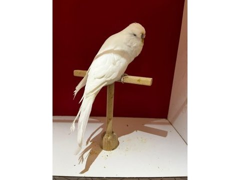 Üst vasıf albino df muhabbet kuşu