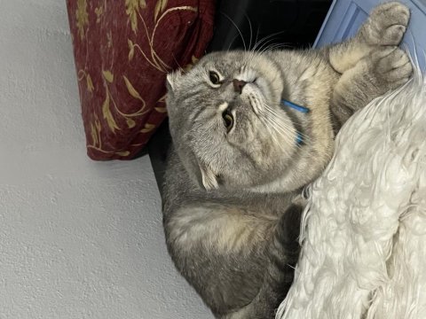 Scottish fold kedimi sahiplendiriyorum