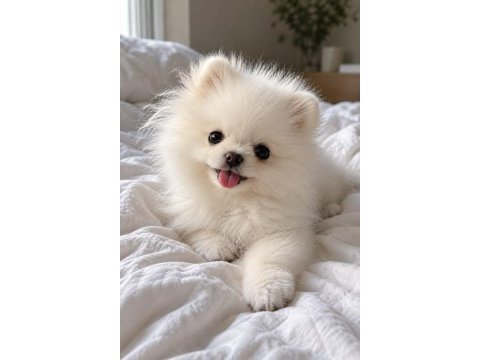 Pomeranian yavrularımız teacup garantili