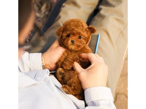 Cana yakın kore toy poodle bebeklerımız
