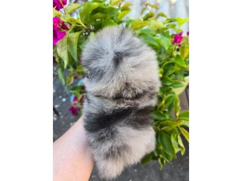 Pomeranian boo micro erkek full şecereli