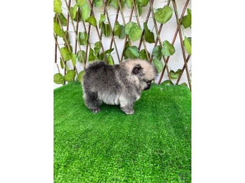 Pomeranian boo bebekler