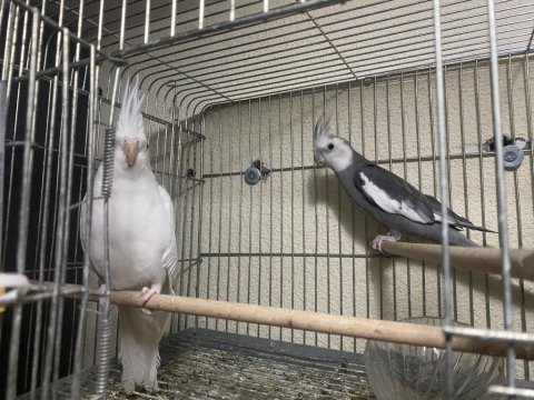 Hazır 4 adet takım sultan papağanı