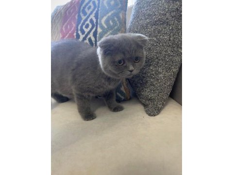 Yuvarlak surat minnoş scottish fold