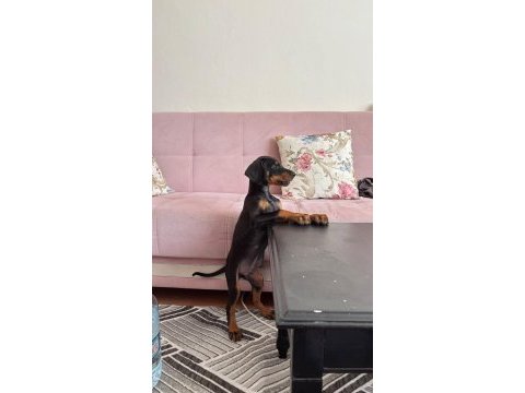 3 aylık erkek doberman şecereli ankara keçiören